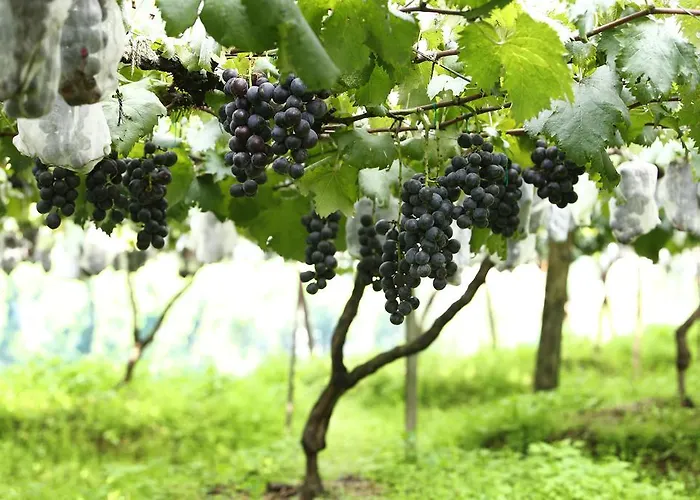 Pataleban Vineyard