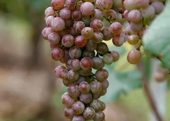 Pataleban Vineyard 3* Kathmandu